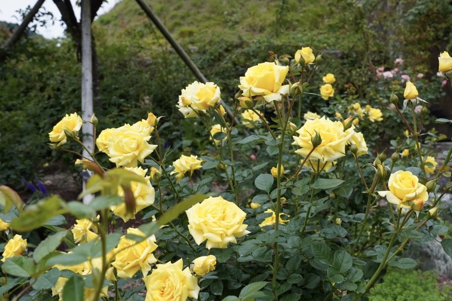 ガーデンブログ更新🌹
やっぱり写真綺麗だな。
（写真拝借）

植物に埋もれていたアンティーク水栓が、移動されました。とっても可愛い☺️毎年気になっているダルマギクも💛ローズガーデンの石積みの右下にひっそりと咲いています。

秋のガーデンへぜひお出かけください。

x.gd/Wx5Yp