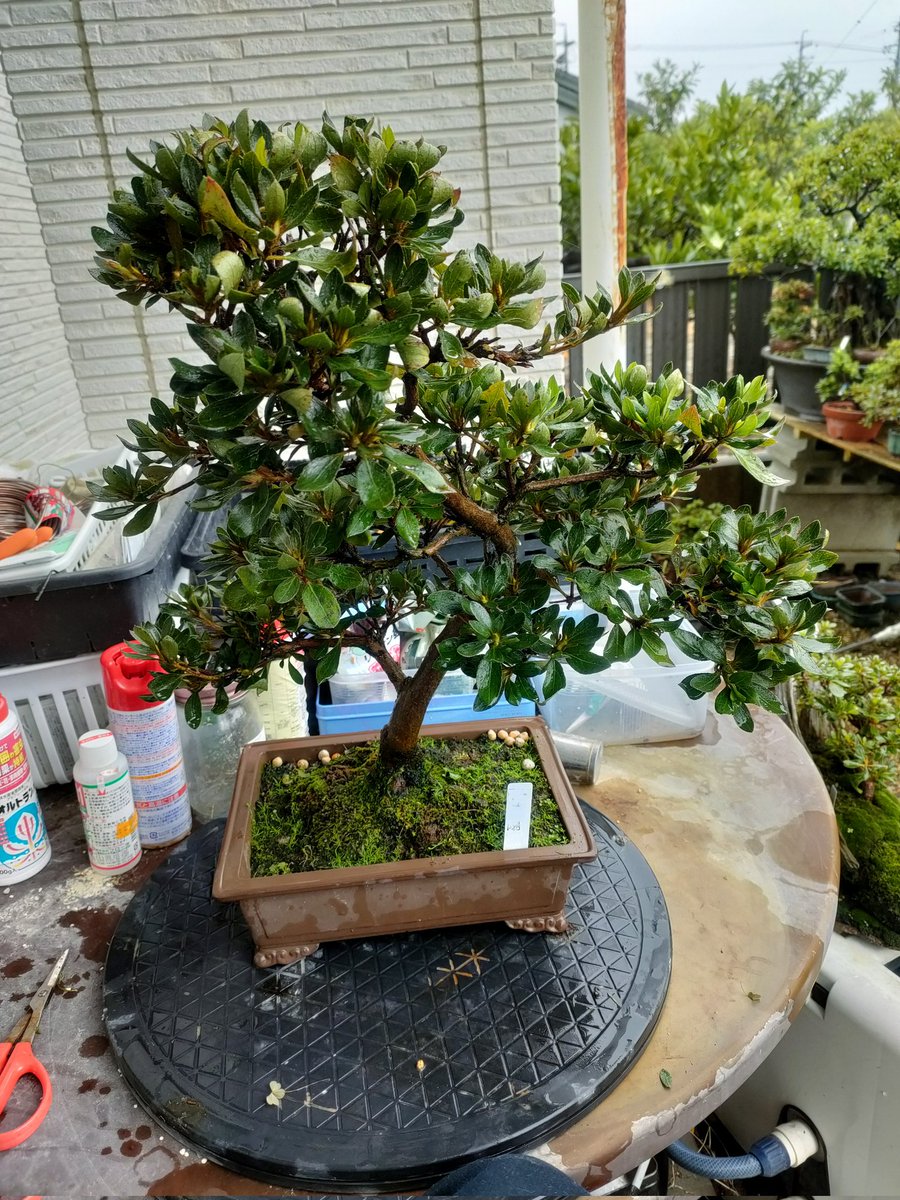 盆栽 #さつき #煌陽 こうよう 花は大輪で白花なくなっちゃっていますが