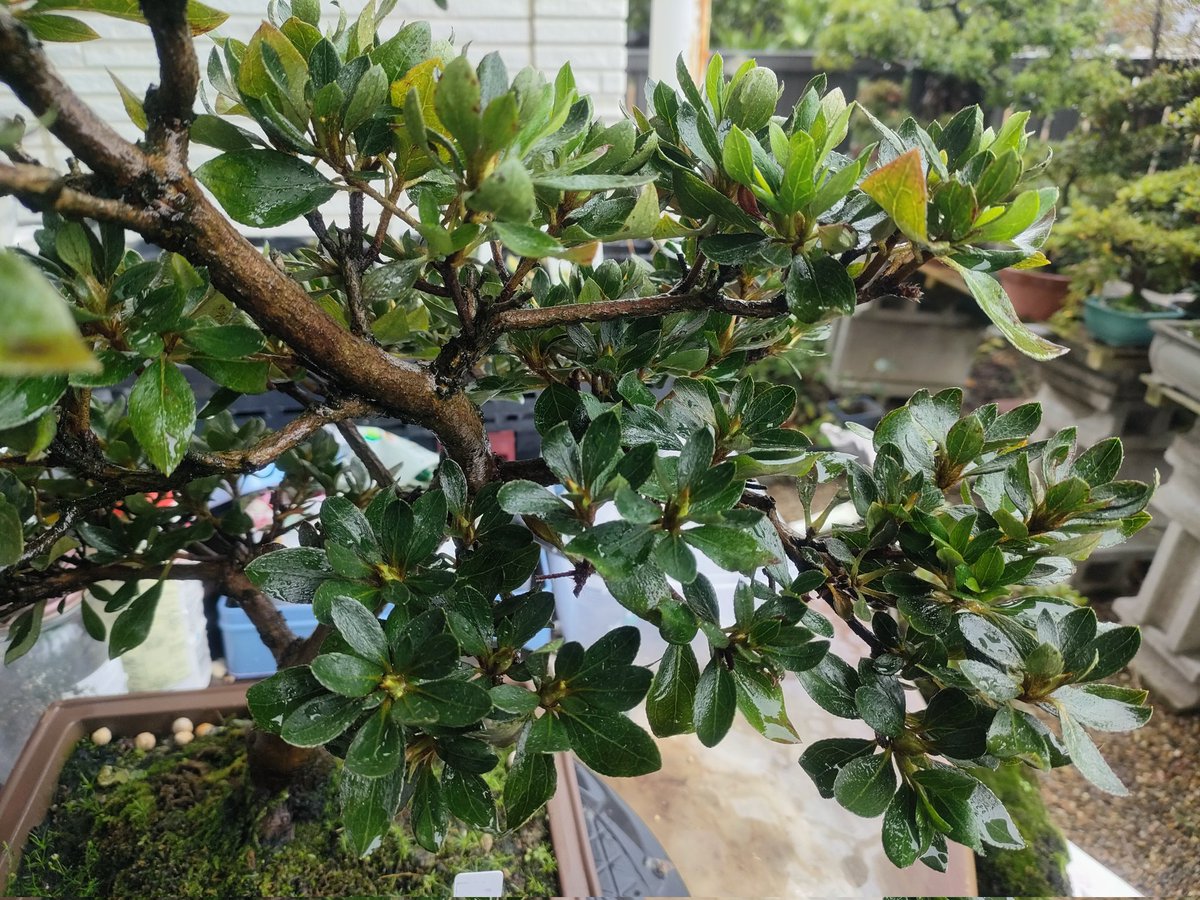 盆栽 #さつき #煌陽 こうよう 花は大輪で白花なくなっちゃっていますが