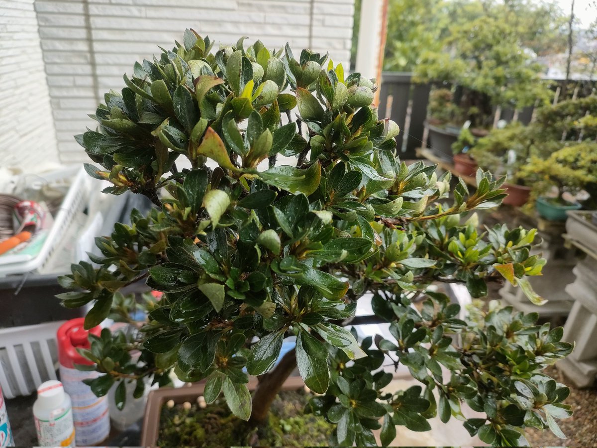 盆栽 #さつき #煌陽 こうよう 花は大輪で白花なくなっちゃっていますが