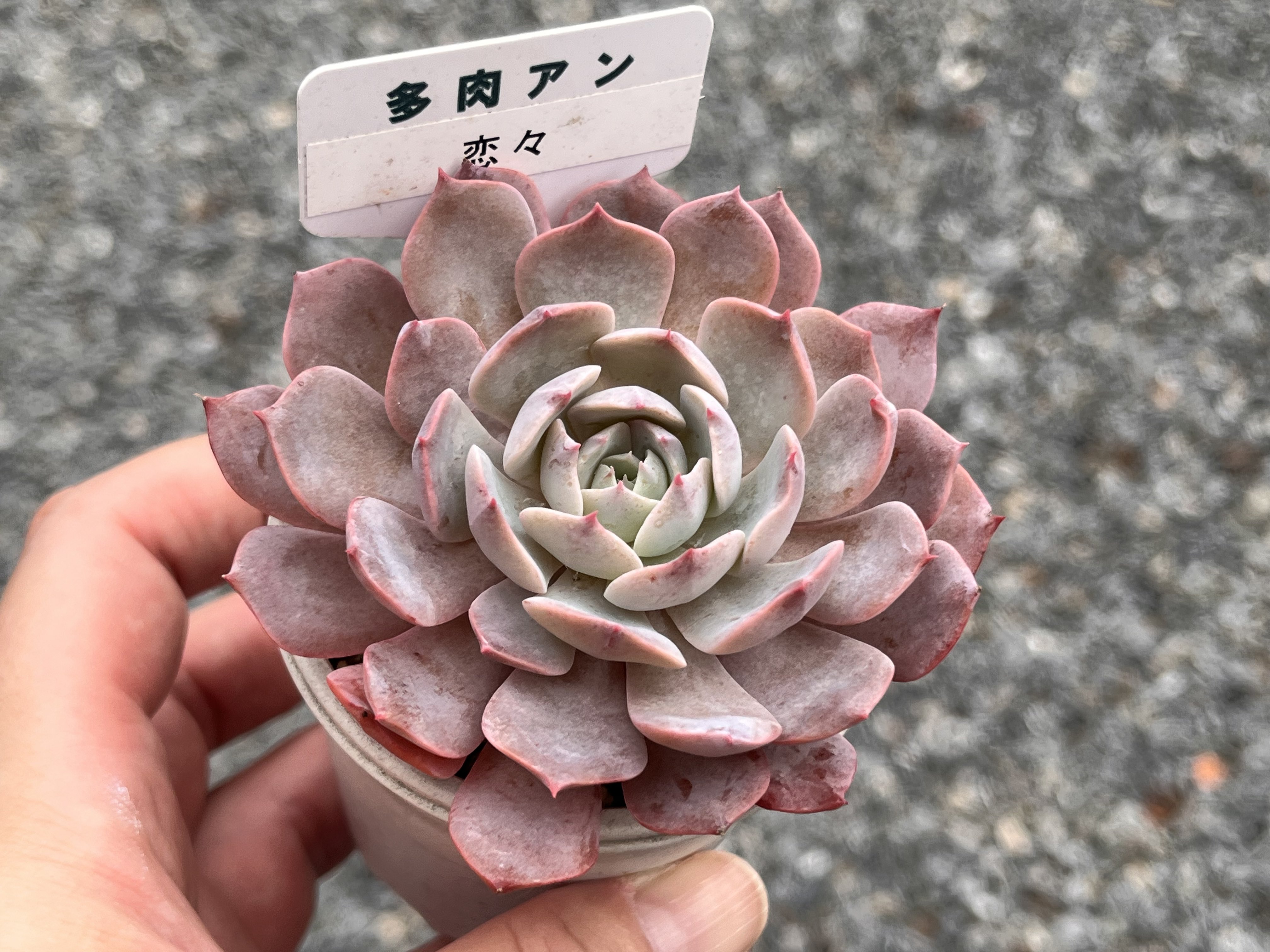 多肉アンさん苗 - Search / X