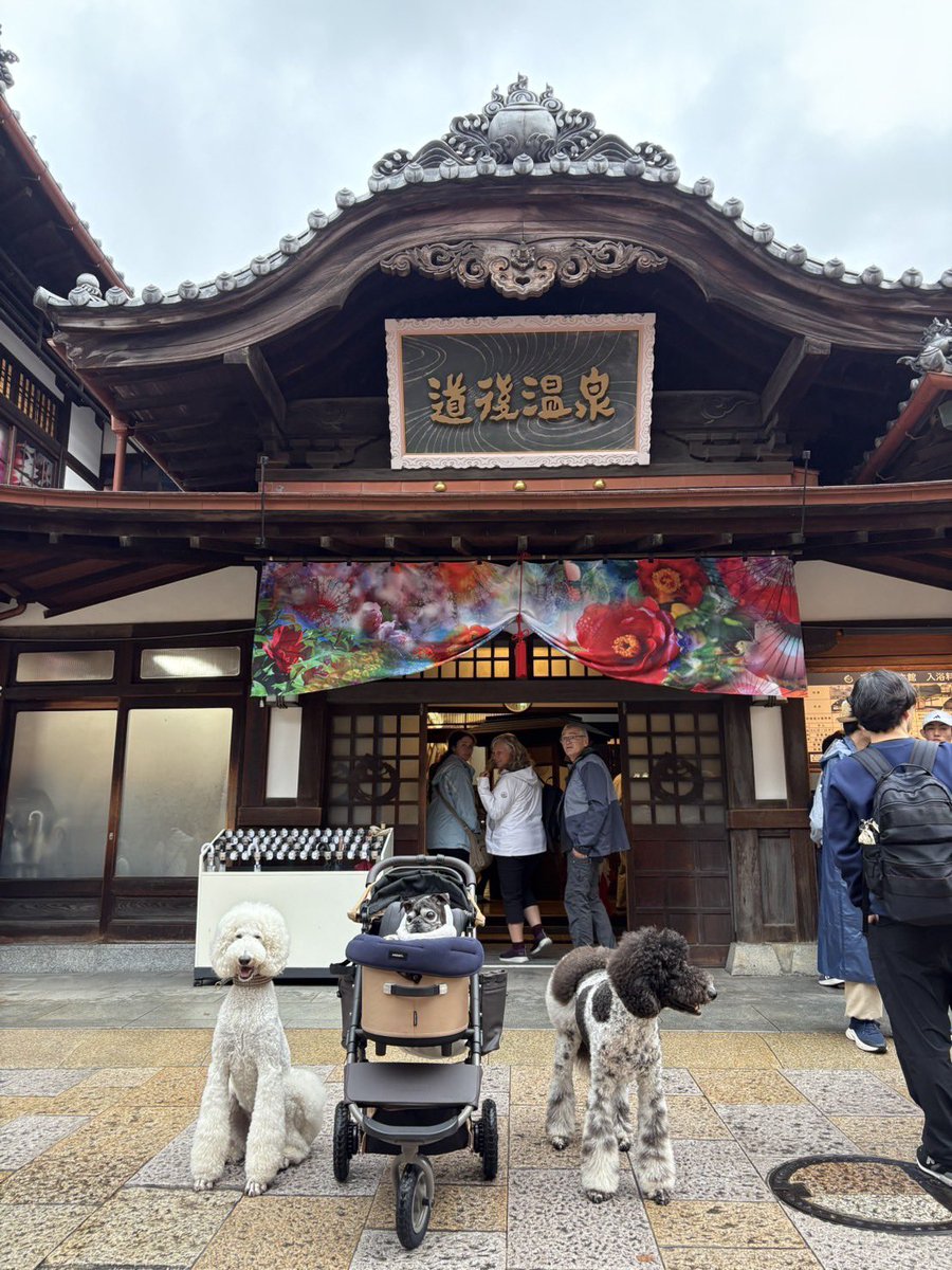 セブン🐶パグ17才 (@noir_blanc2021) / Posts / X