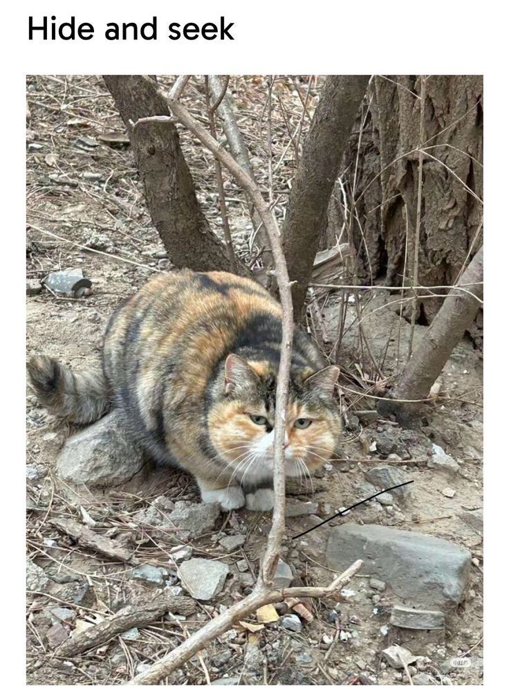 PostsOfCats's tweet image. 