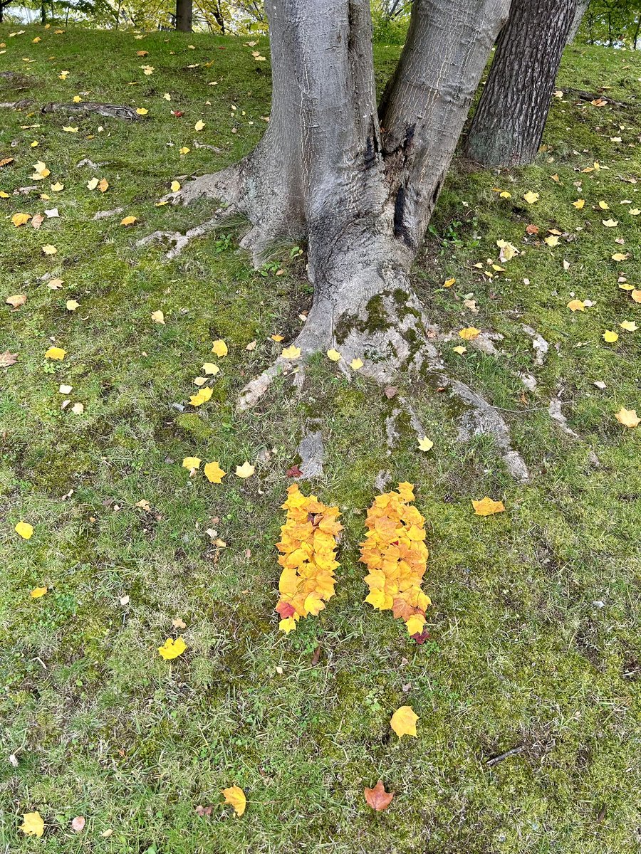 babystarcandy_g's tweet image. Kooktuggi tried fallen leaves art in Aomori Japan
昨日からトゥギと東北旅行に来てます🥰
青森に泊まって今朝のお散歩で落ち葉アートに挑戦してみたよ
うちの方ではあんまり観たことない楓が🍁
ハウチワカエデって言う種類なんだって
トゥギは去年作ってもらったDICONのニット🤍
#BTS
#JUNGKOOK