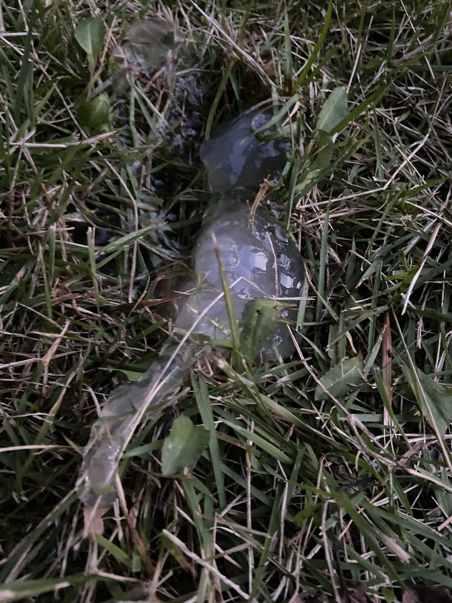 setouchipro's tweet image. 石川県からの富山へ

ヒルコ妖怪ハンターのロケ地巡礼
月島チャリ🚲のあの坂道

忠霊塔のそばにヒルコの粘液みたいな物質が🫢
なにこれ？
スターゼリー⁉️