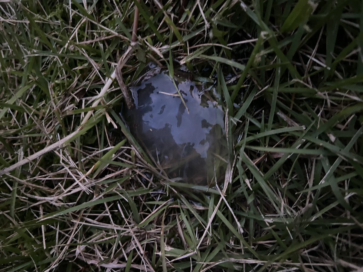 setouchipro's tweet image. 石川県からの富山へ

ヒルコ妖怪ハンターのロケ地巡礼
月島チャリ🚲のあの坂道

忠霊塔のそばにヒルコの粘液みたいな物質が🫢
なにこれ？
スターゼリー⁉️