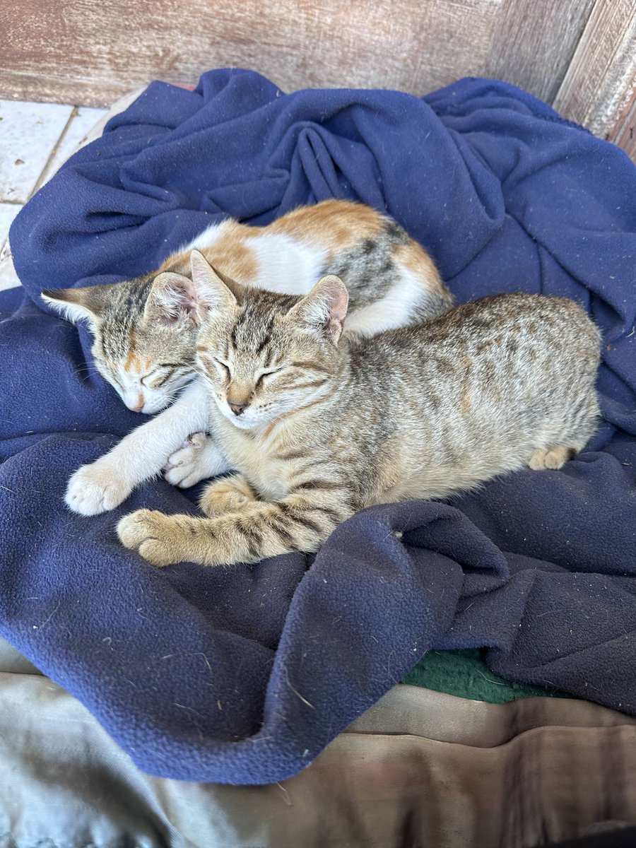 Hell is not good enough for some people.

Last night I saw my neighbor throw rocks at my kittens. 

the POS who keeps his dog chained up 24/7 and NEVER spends time with it- who yells at his children relentlessly- I saw him chuck rocks at the kittens that I feed, care for, love.