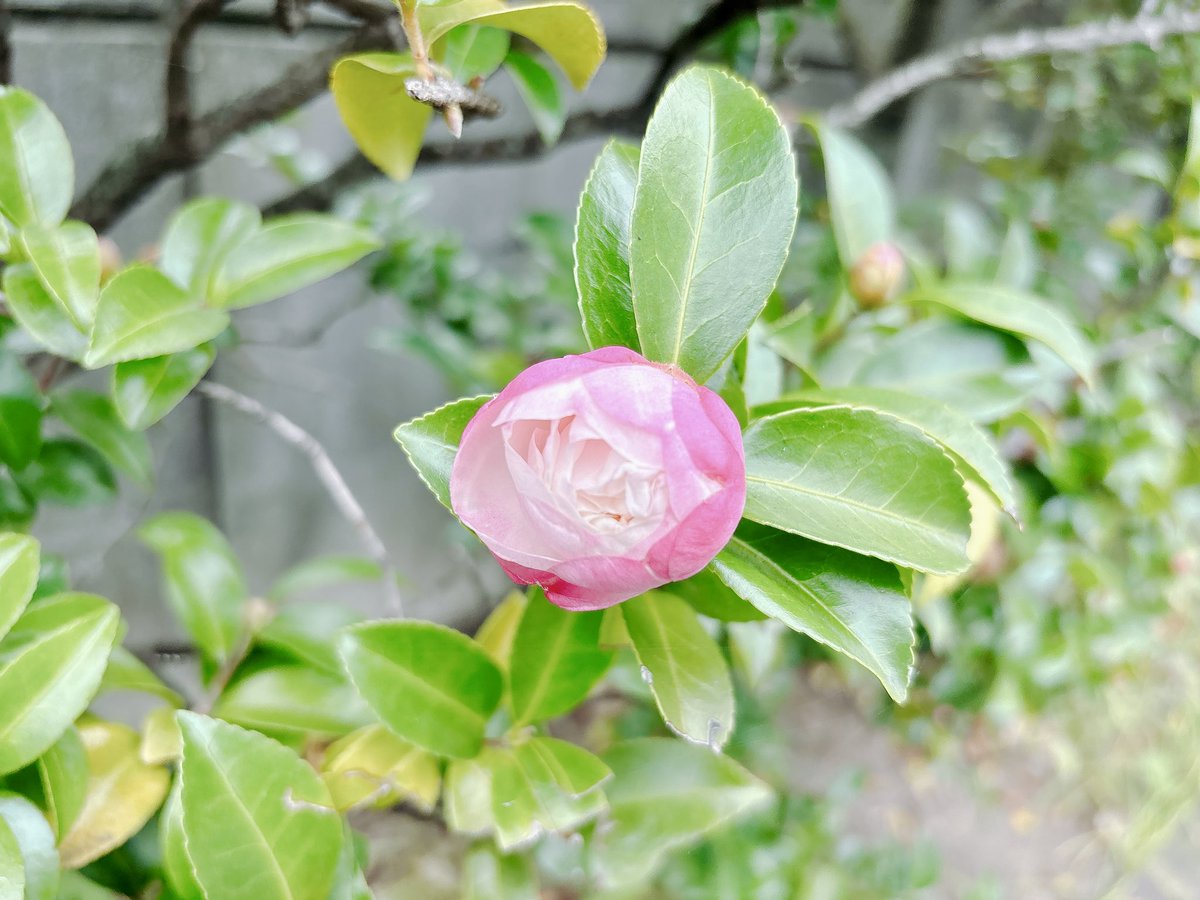 山茶花咲く
膨らんだ蕾がたくさん