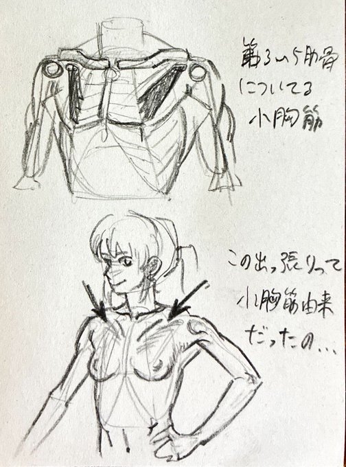 おっぱいの上で大胸筋が一部膨らんでるのなぞだったけど、さっき理解した

この隆起の原因、小胸筋だわ 