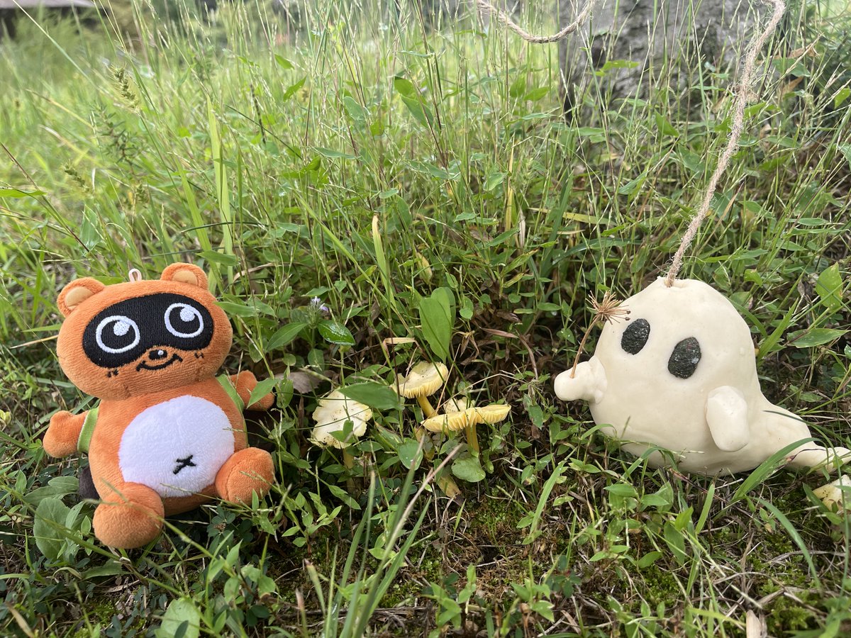 こんにちは☀️たぬきちだぽん！🍃 原っぱであそんでいたら、フワフワ