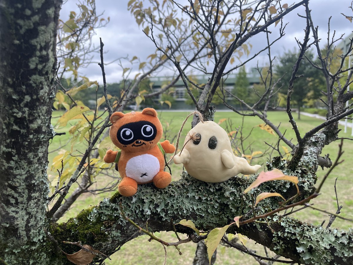 こんにちは☀️たぬきちだぽん！🍃 原っぱであそんでいたら、フワフワ