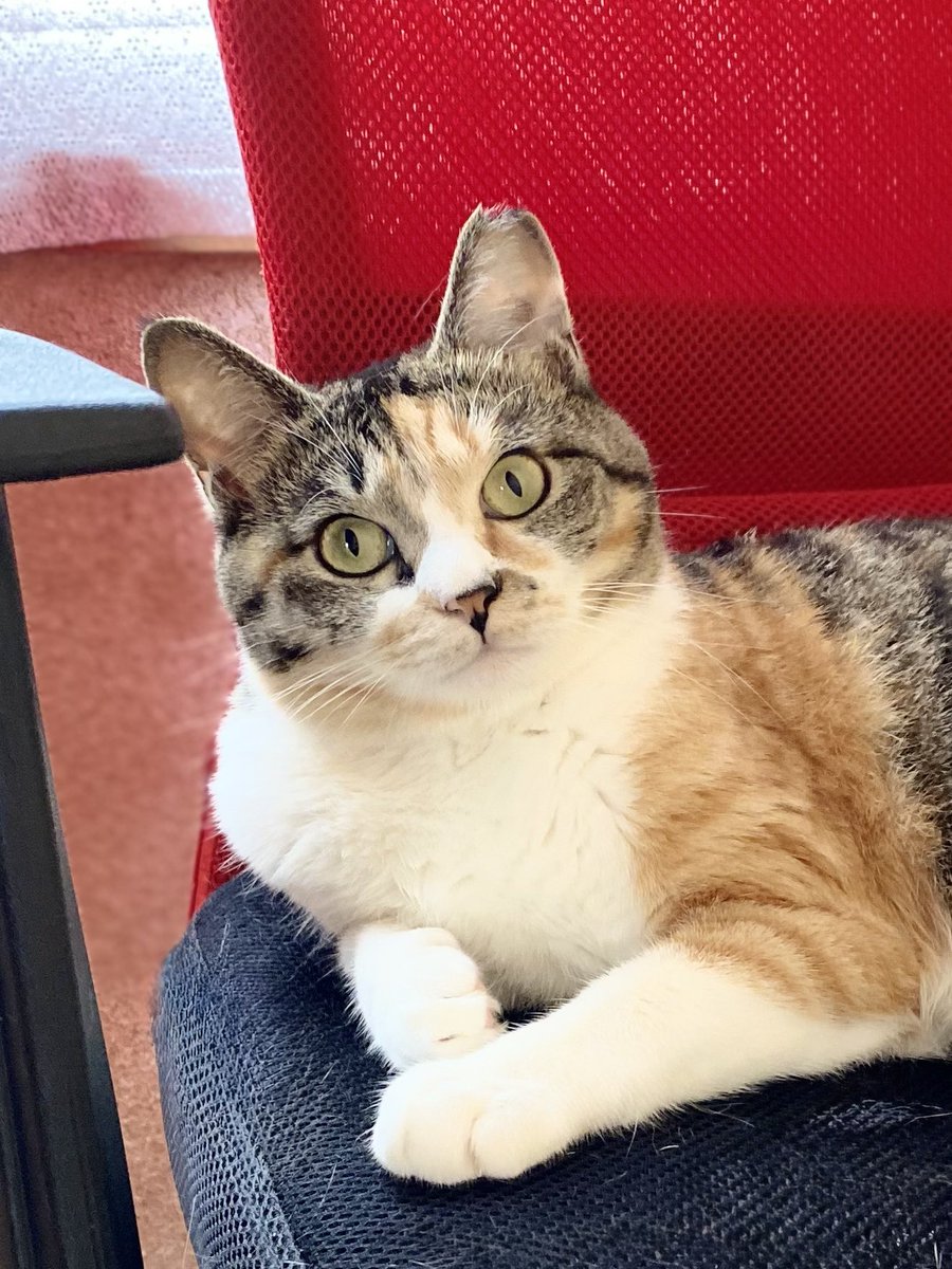 駒♀(キジトラ) 花♀(三毛猫) (@unezyrWHZ84ZgHT) / Posts / X