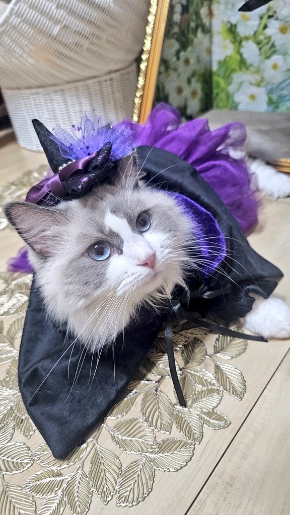 ハ*ビ様 komugi様✾ラグドールねこちゃん アートドール ハ*ビ様 komugi