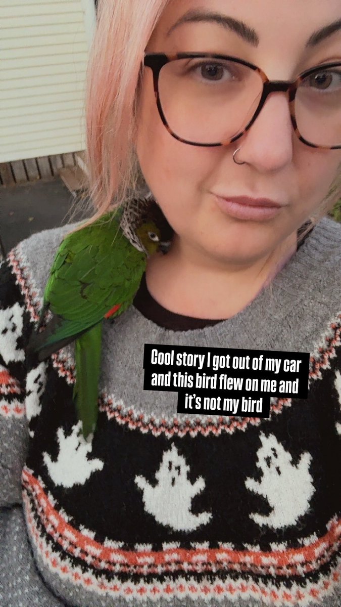 scream_it's tweet image. A couple weeks ago I got out of my car in my driveway and this random ass tropical bird flew to me and snuggled me. I eventually found its owners but you can still call me Snow White.