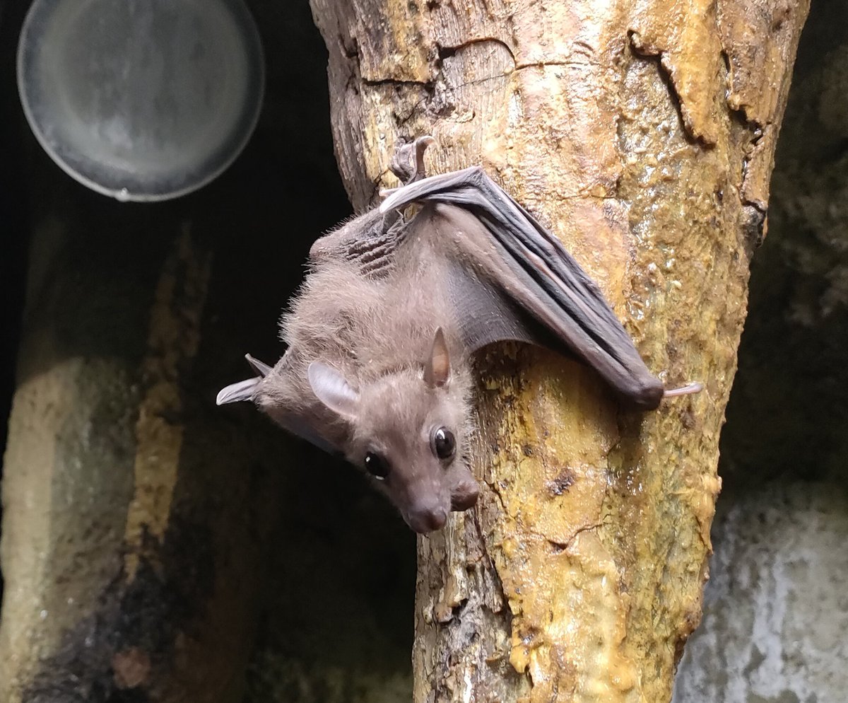 コウモリ　蝙蝠 千葉市動物公園【公式】 on X