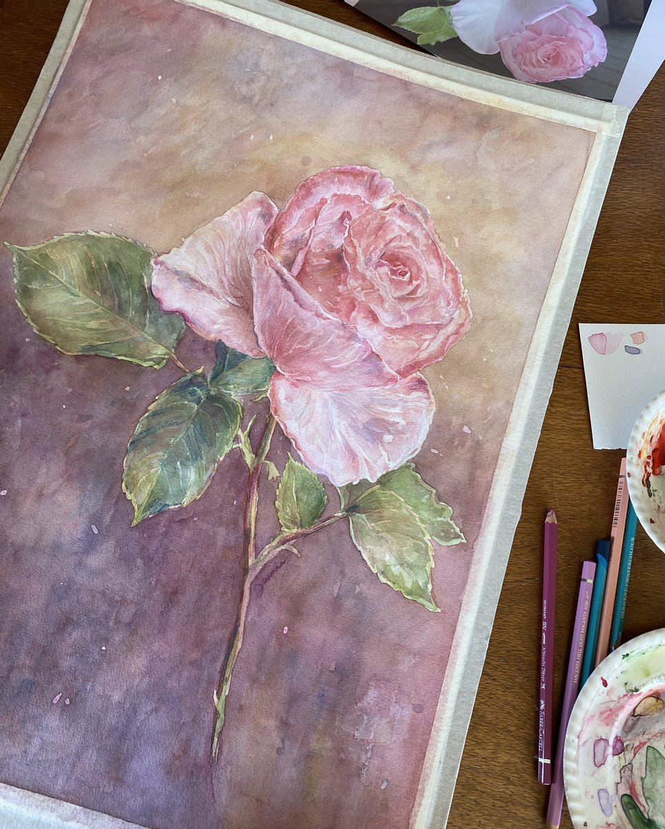JenDigitalArt's tweet photo. ‘Princess De Monaco’ rose in watercolour. 🌹 https://t.co/LQR9e2BqHR