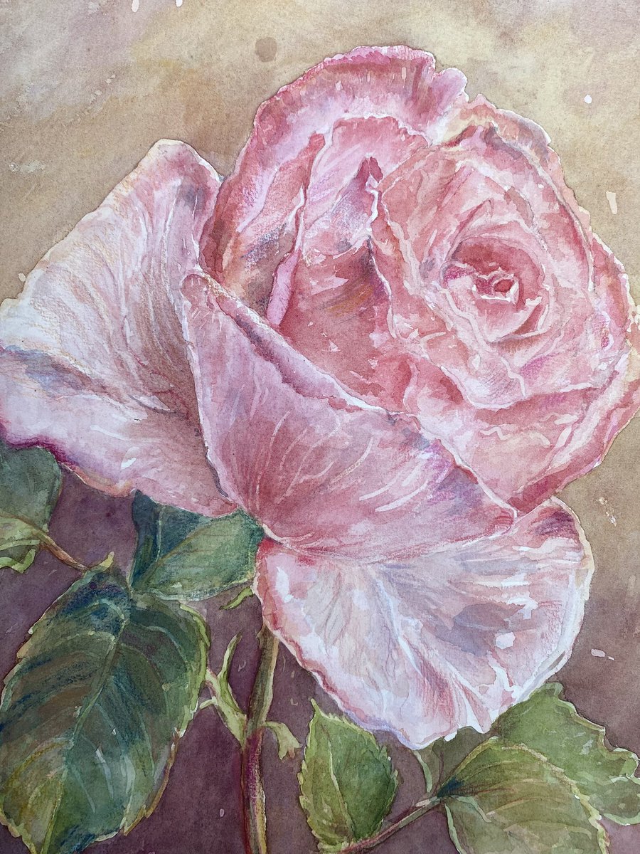 JenDigitalArt's tweet photo. ‘Princess De Monaco’ rose in watercolour. 🌹 https://t.co/LQR9e2BqHR