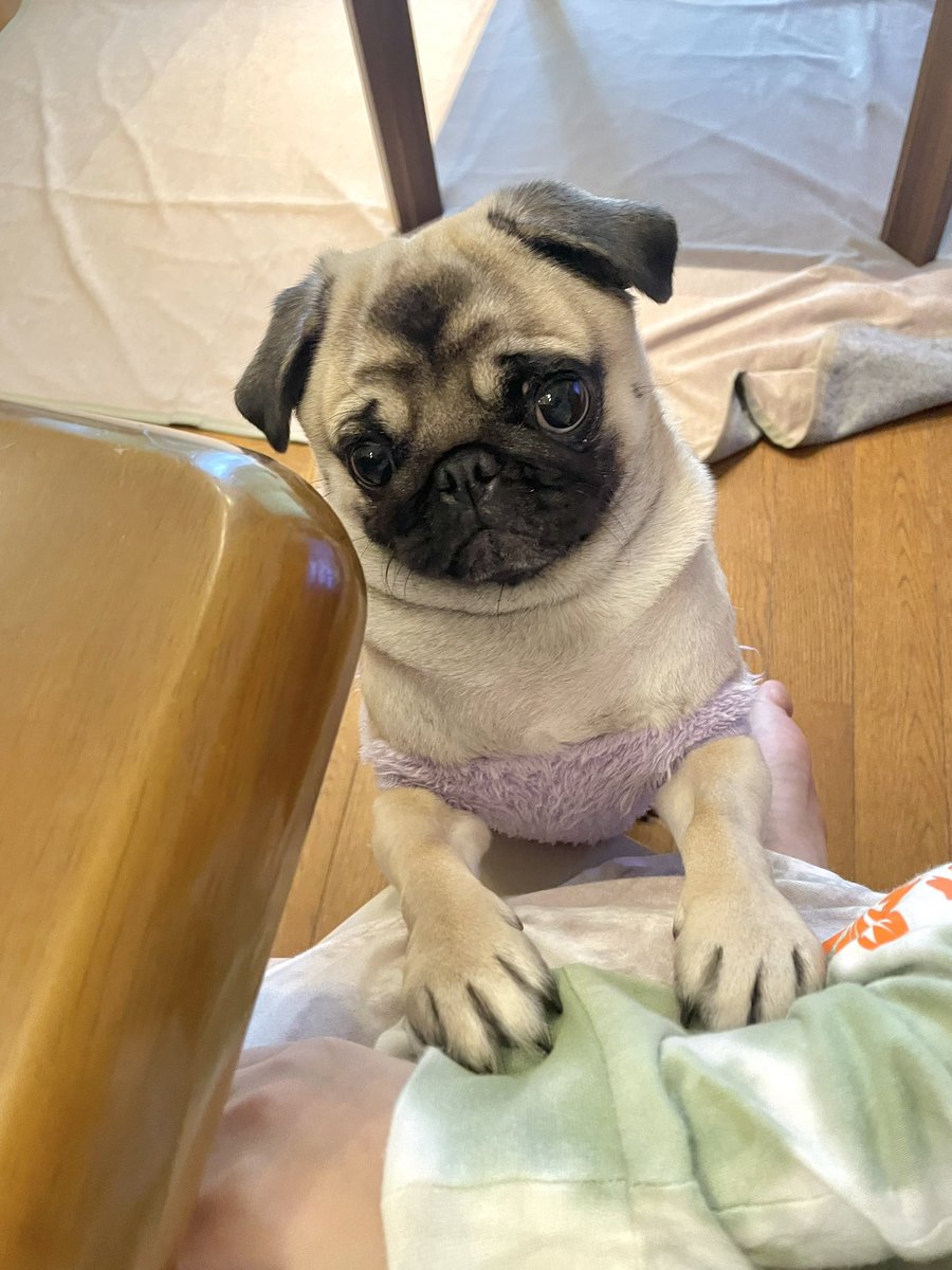 UNI_0605_'s tweet image. \ かまって！ /

#パグ
#pugs