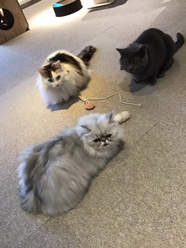 にゃんこにゃー (@bungo_kyouka) / Posts / X