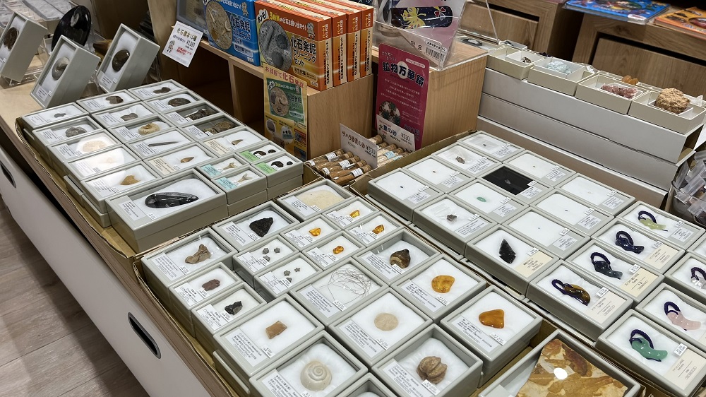 本日より、有隣堂ららテラス HARUMI FLAG店にて、化石鉱物フェア開催