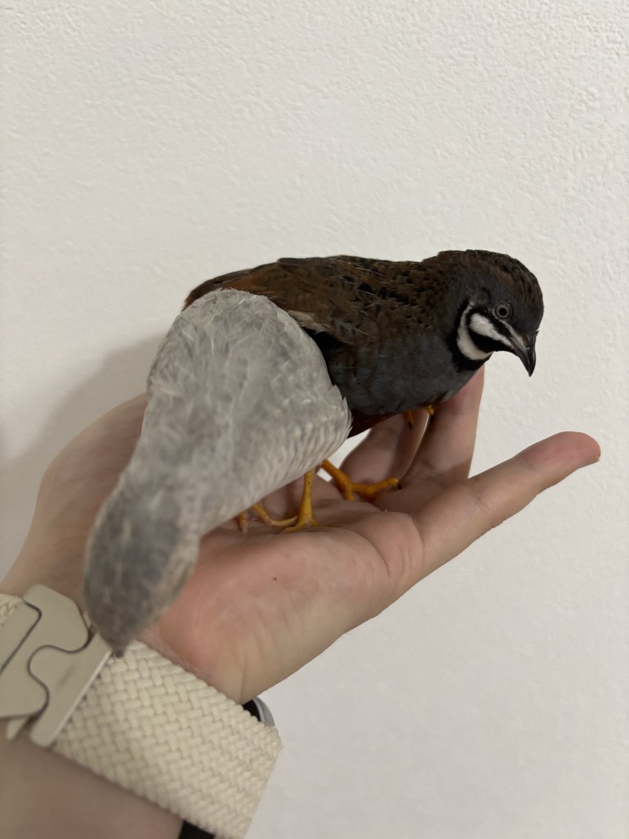 ひめうずら研究室 成鳥用配合飼料 4kg 鳥 餌 ヒメウズラ 2025年最新】ヒメウズラの人気アイテム - メルカリ