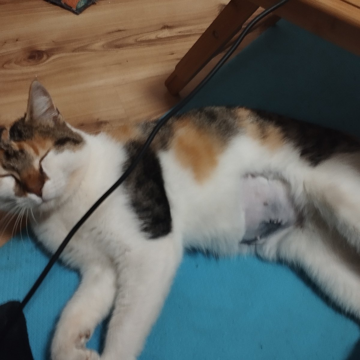 NatStepic's tweet image. Kali, few days ago barn cat, now a house cat #Barncats