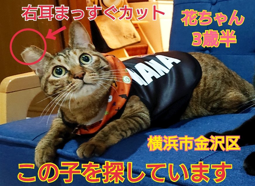 tarosuke (@9736Tarosuke) / Posts / X