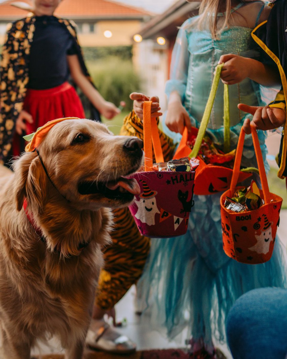 RemoteWorkUSU's tweet image. Don&apos;t get tricked by scam jobs!  If you can find the job listing on a third party site but not the company&apos;s website, that&apos;s a major red flag. Learn more ways to spot a job scam in our course: zurl.co/r4d72  #RemoteWork #RemoteJobs  #scamjobs #jobscams #trickortreat