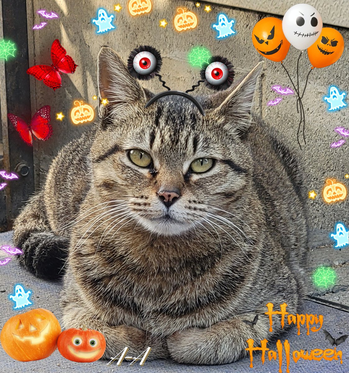 とらねこ (@toraneko1943) / Posts / X