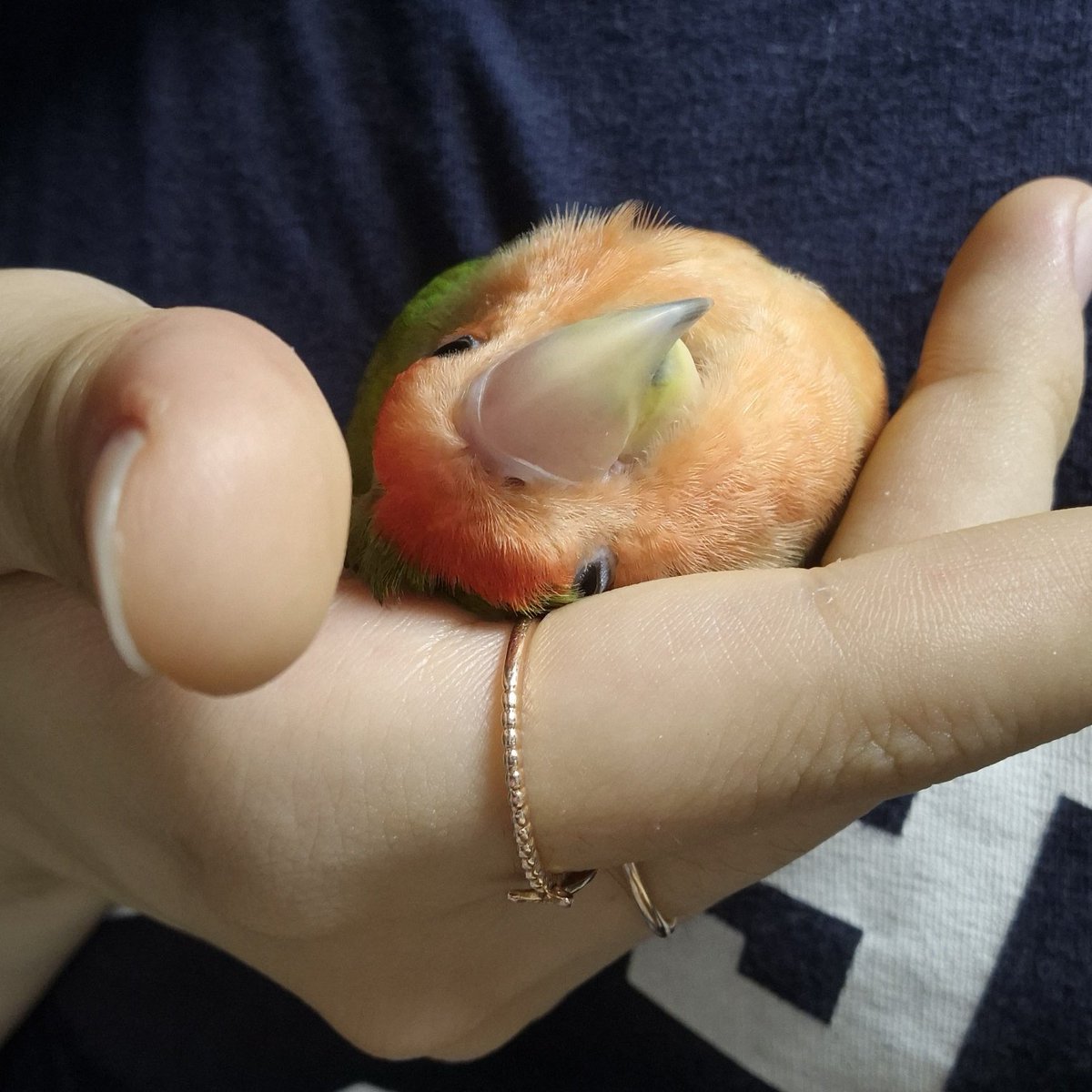 해피는 해피해🧡 tweet media
