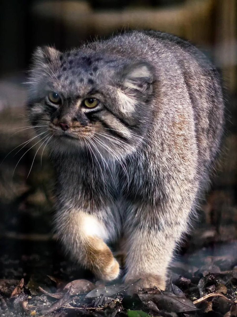 DailyManul's tweet photo. https://t.co/owktvDcsCd