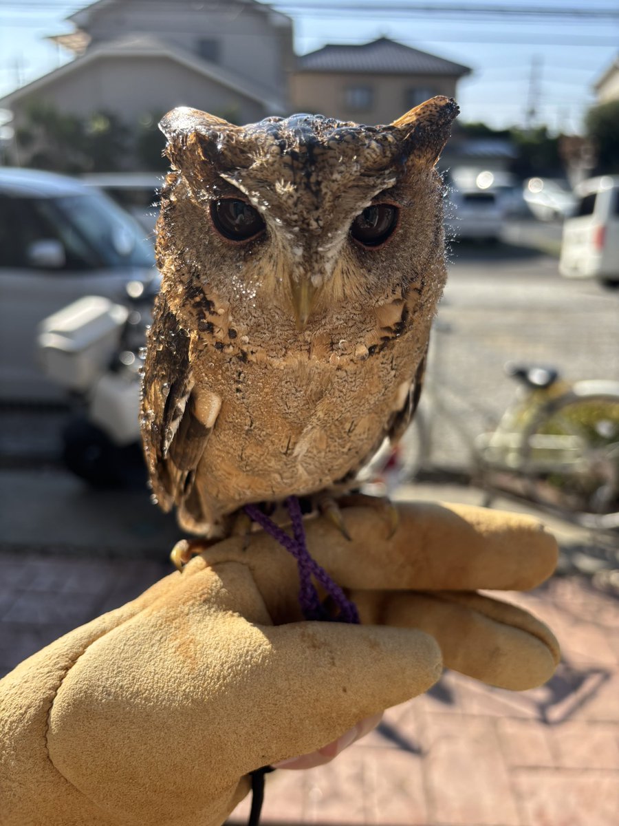 nozomiu (@purinon2929k) / Posts / X