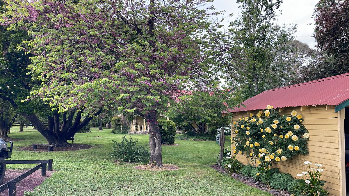 Larneuk stud tweet media