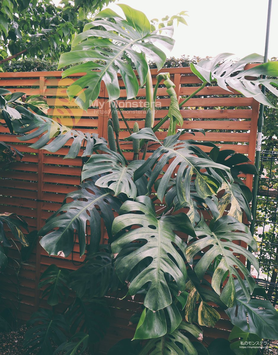 モンステラ　オーレア 私のモンステラ on X