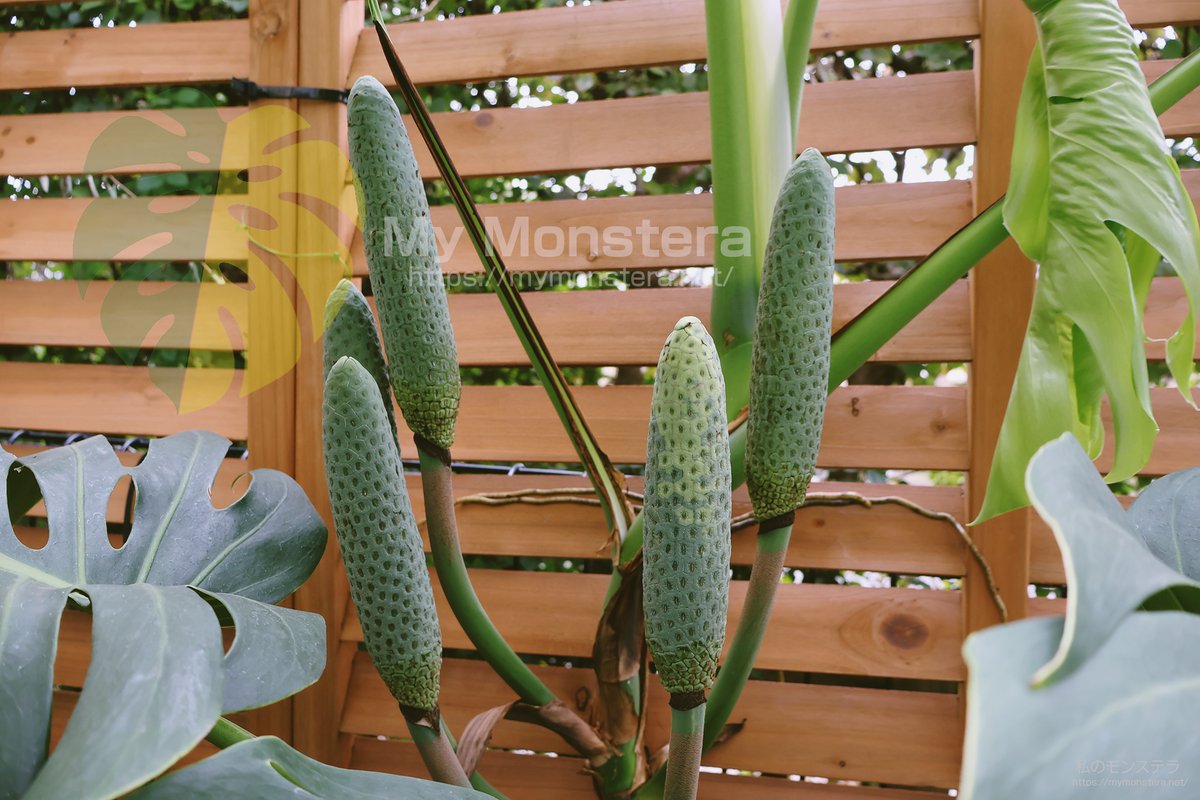 私のモンステラ on X