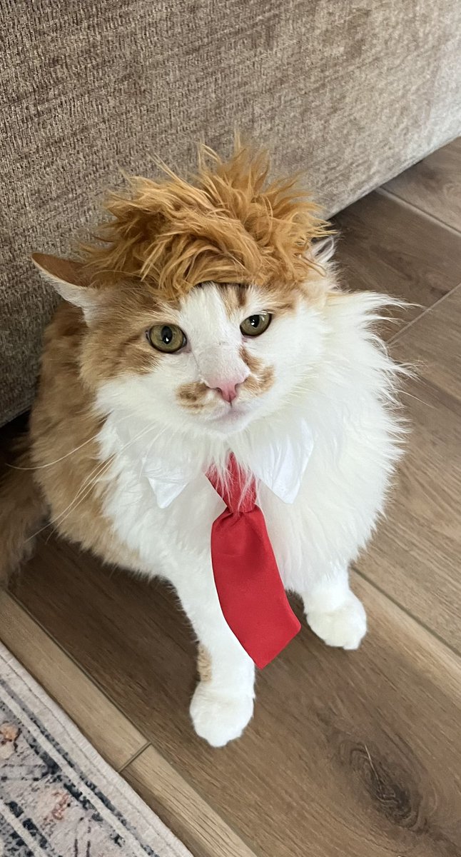 TacoforFive1's tweet image. Hopper is ready for Halloween! He has the best costume of any costume that has ever existed. His costume will be talked about for decades to come, and it’s not even close!