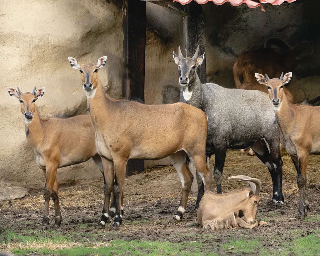 ¿Cuántas especies hay en esta foto? ¿Adivinaste? 👀🤔
¡Déjanos tu respuesta en los comentarios! 🙌🏻