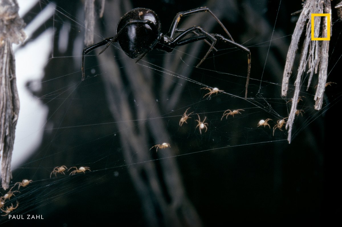 National Geographic tweet media