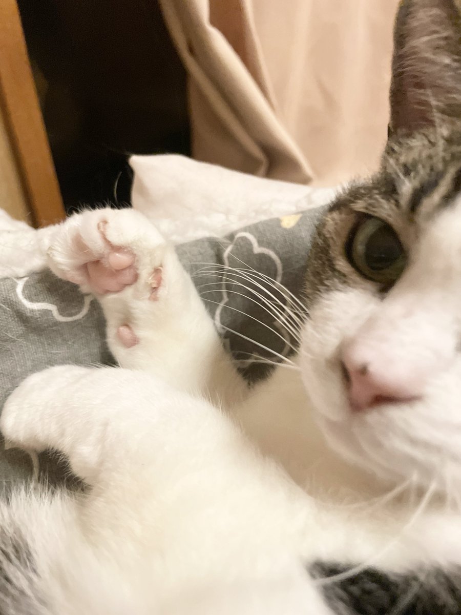 ✱つむぎ様のお世話係✱ on X