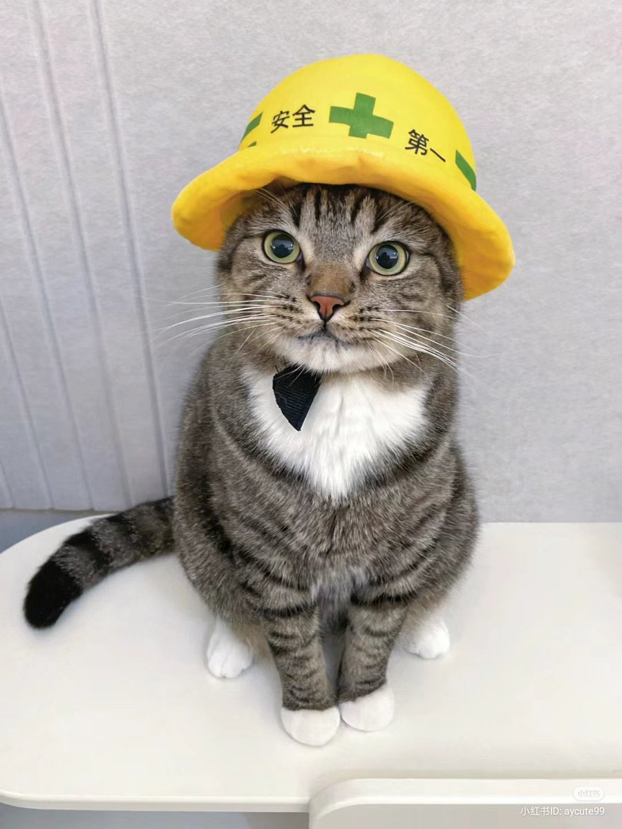 genbaneko_bot's tweet image. 今日も一日