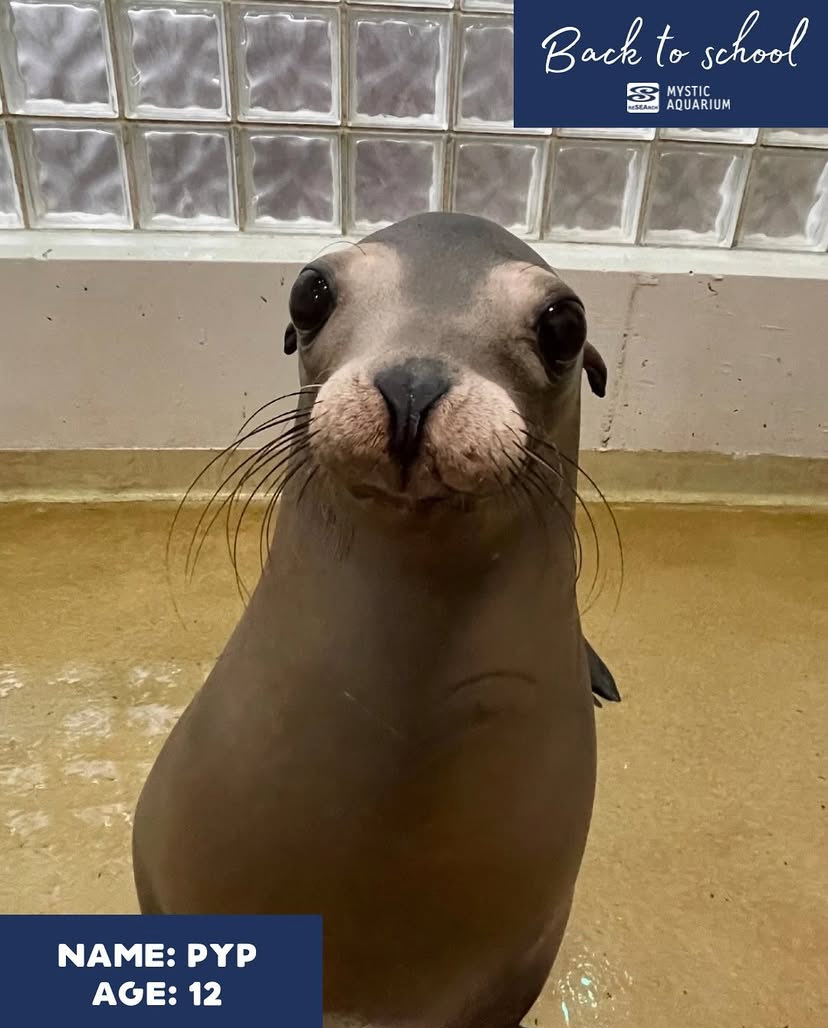 garnotnet's tweet photo. @therotundtable This sea lion that i've seen in memes recently is one i've known personally because I used to go to their aquarium every other week and watch them perform, they have 4 of them but the ones I see memes of frequently are either Pyp of Clara, they're from Mystic aquarium! https://t.co/wl7SeLzQiz