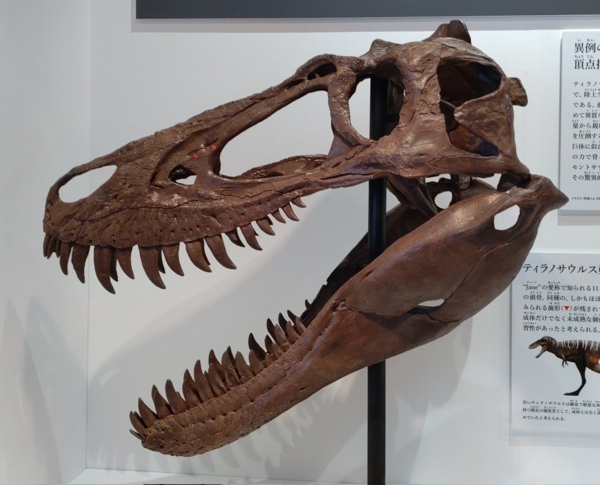 k-ta(けーた)_腰がジワっとイタイ系 (@kta92751434) / Posts / X