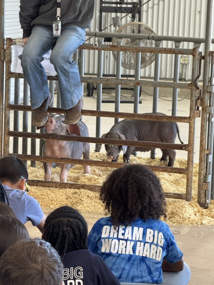 PaschalPatriots's tweet image. Ag Fair fun! 🐝🐷🐄 Our 4th graders learned honey is made from bee throw up 🤢, pigs give us meat and jello, and got to meet cows, rabbits, and more. So many “moo-velous” discoveries today! 🌾 #LearningInAction #WeAreSCUC #PaschalPatriotPride
