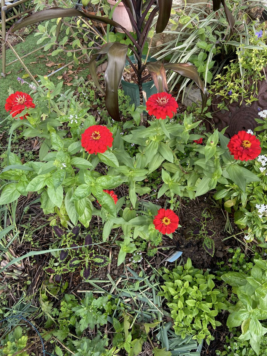 アエオニウム 99999 adidas x Atmos ZX 8000 'Mash Up' ID9448