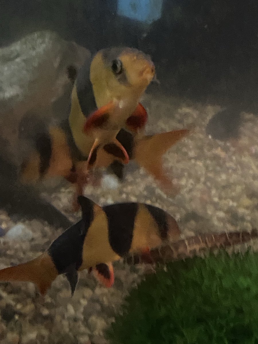 FinchZebby's tweet photo. Clown Loaches and Kuhli Loach. We have a lot of Kuhli Loaches. I love my loaches! #loach #clown #clownloach #kuhli #kuhliloach #ilovemyfish #fish #petsofx #fishofx #pets 💖💖💖 https://t.co/nUPf3kMPVB