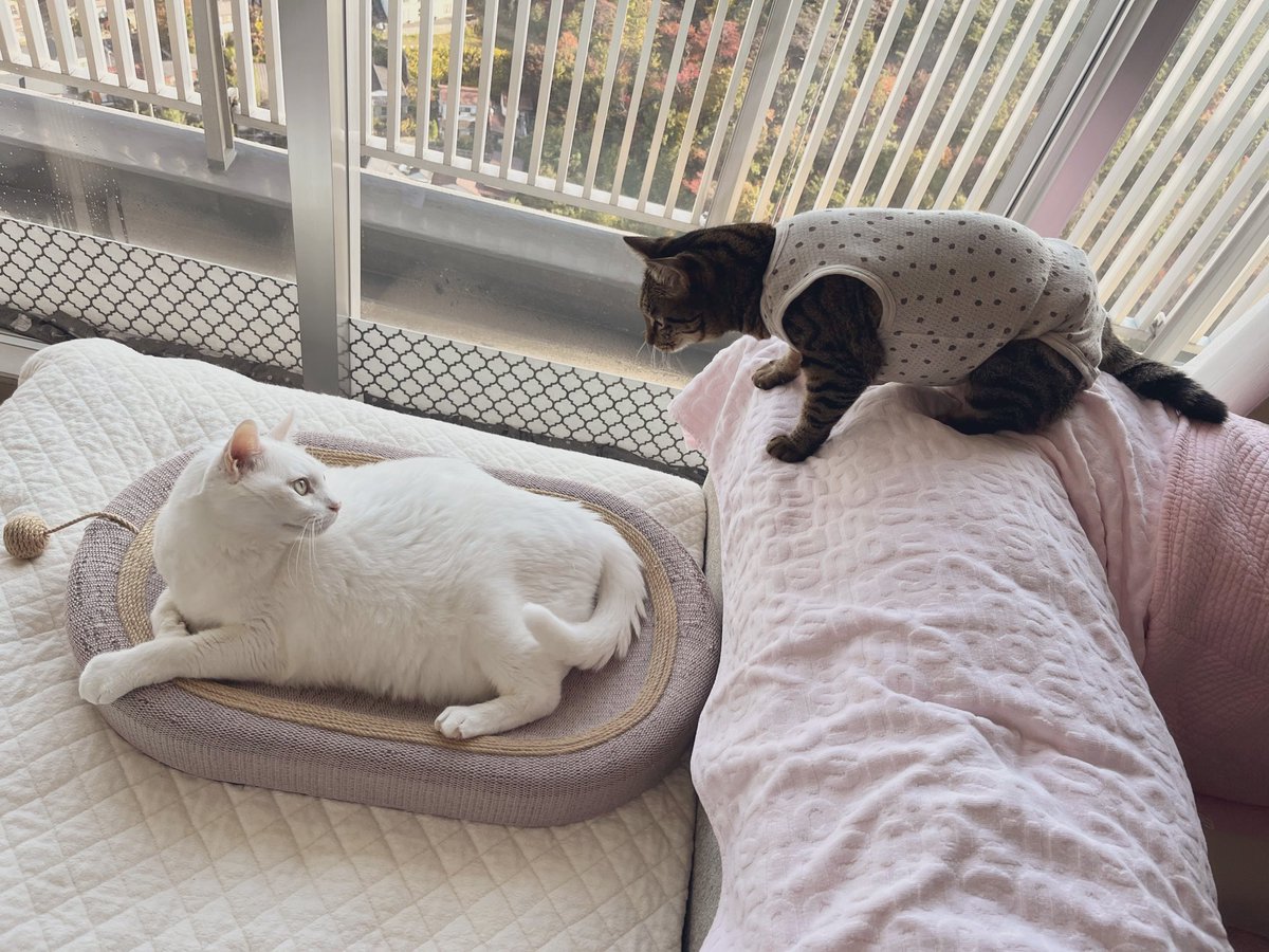 白猫 (@shironeko_2_22) / Posts / X