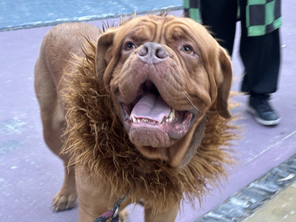 🐶🎃 ¡Azcapo también celebra con sus lomitos!
Hoy el Parque de la Prohogar se convirtió en una pasarela de ternura, creatividad y mucho estilo con la 4ª #CaminataPerruna con Disfraces. 🦴👻

Familias enteras salieron a disfrutar con sus mascotas, llenando el parque de color,