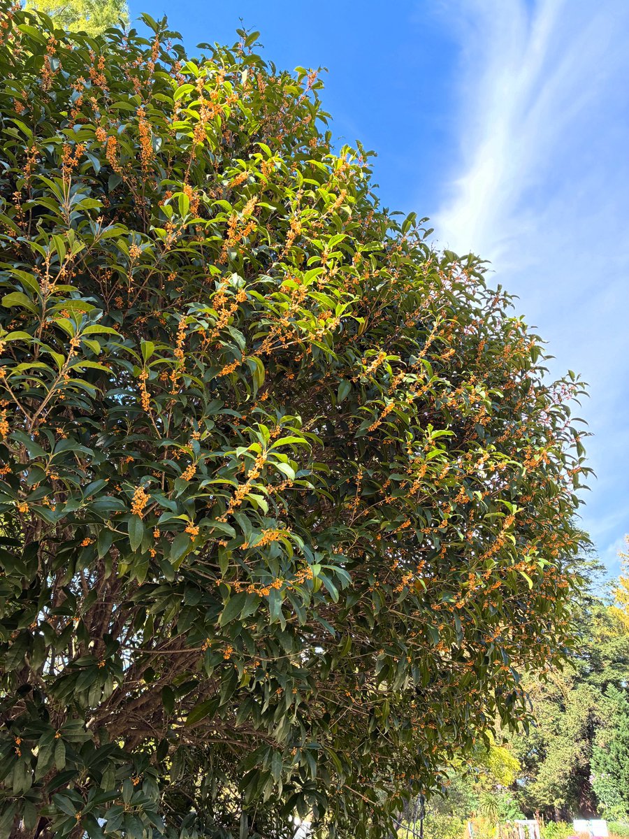福岡市植物園 on X