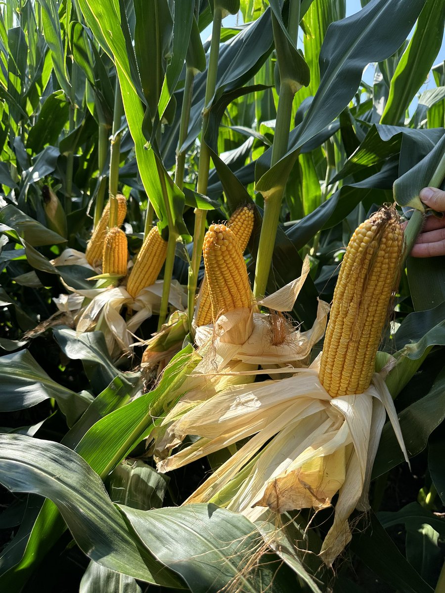 Bodie Kitchel tweet media