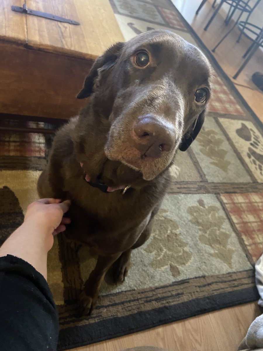 Rest in peace my beautiful Shastabug 💕 we were playing this morning and ur passing at the vet came so suddenly 🥺 I’ll miss u forever 😭